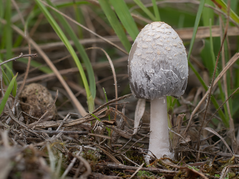 Coprinopsis stangliana